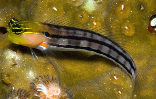 Ecsenius axelrodi